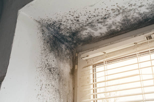 Trusted Commercial Mold Remediation service in New Providence, NJ - Cheap Mold Removal