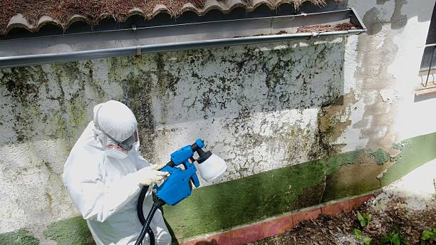 Top rated local Basement Mold Removal specialists in New Providence, NJ